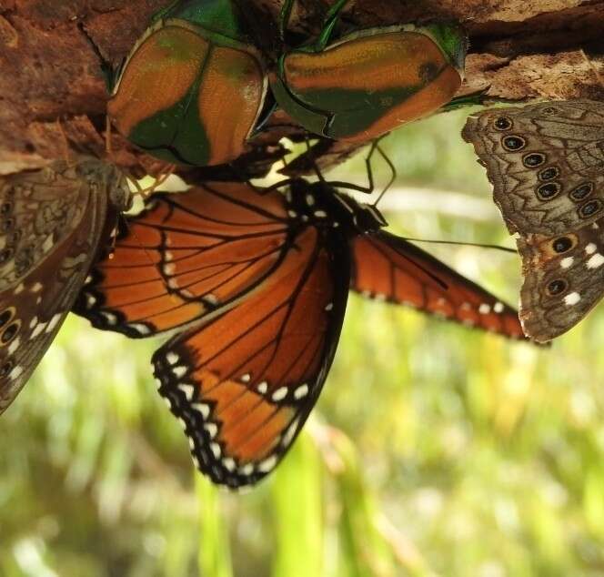 Imagem de Limenitis archippus obsoleta Edwards