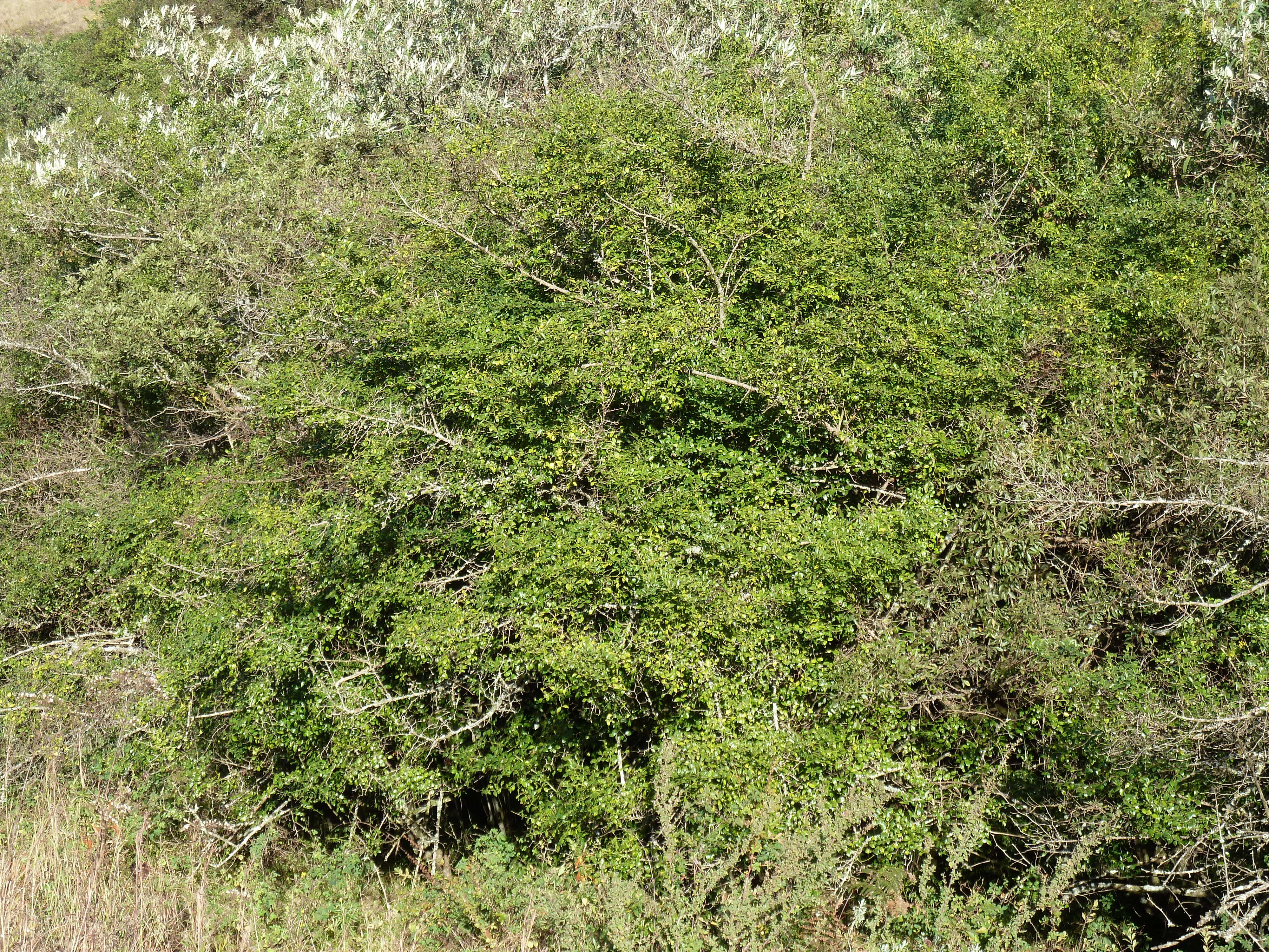 Image of Lemon-thorn