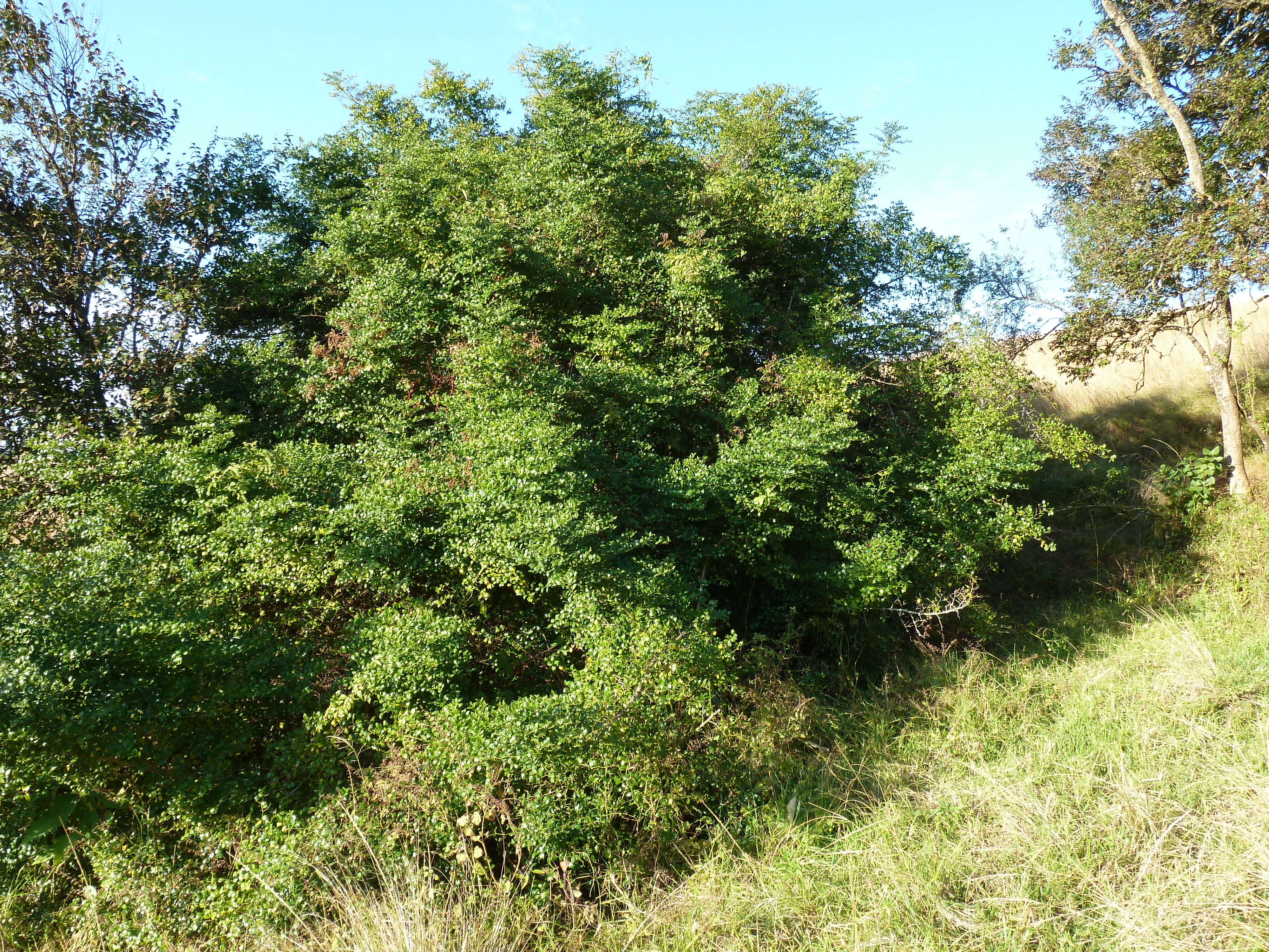 Image of Lemon-thorn