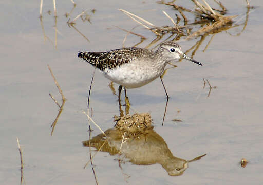 Image of Wood Sandpiper