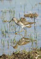 Image of Wood Sandpiper