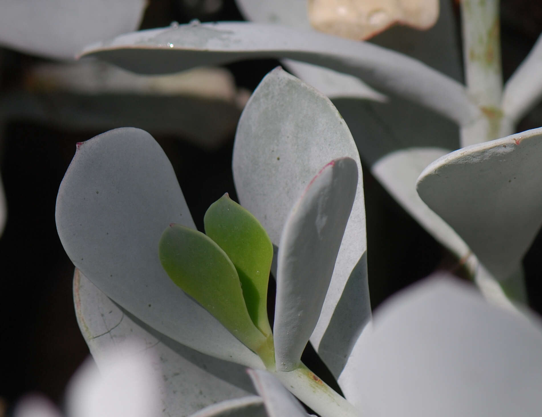 Image of pig's ear