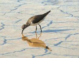 Image of Green Sandpiper