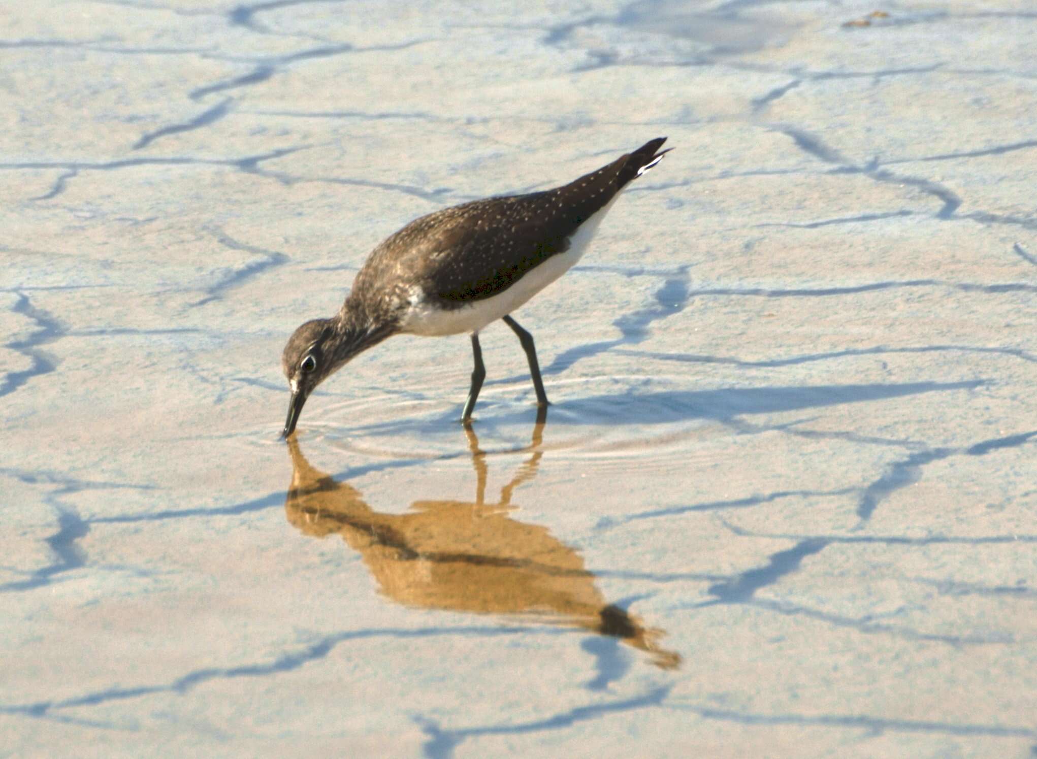 Image of Green Sandpiper