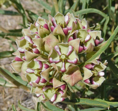 Image of spider milkweed