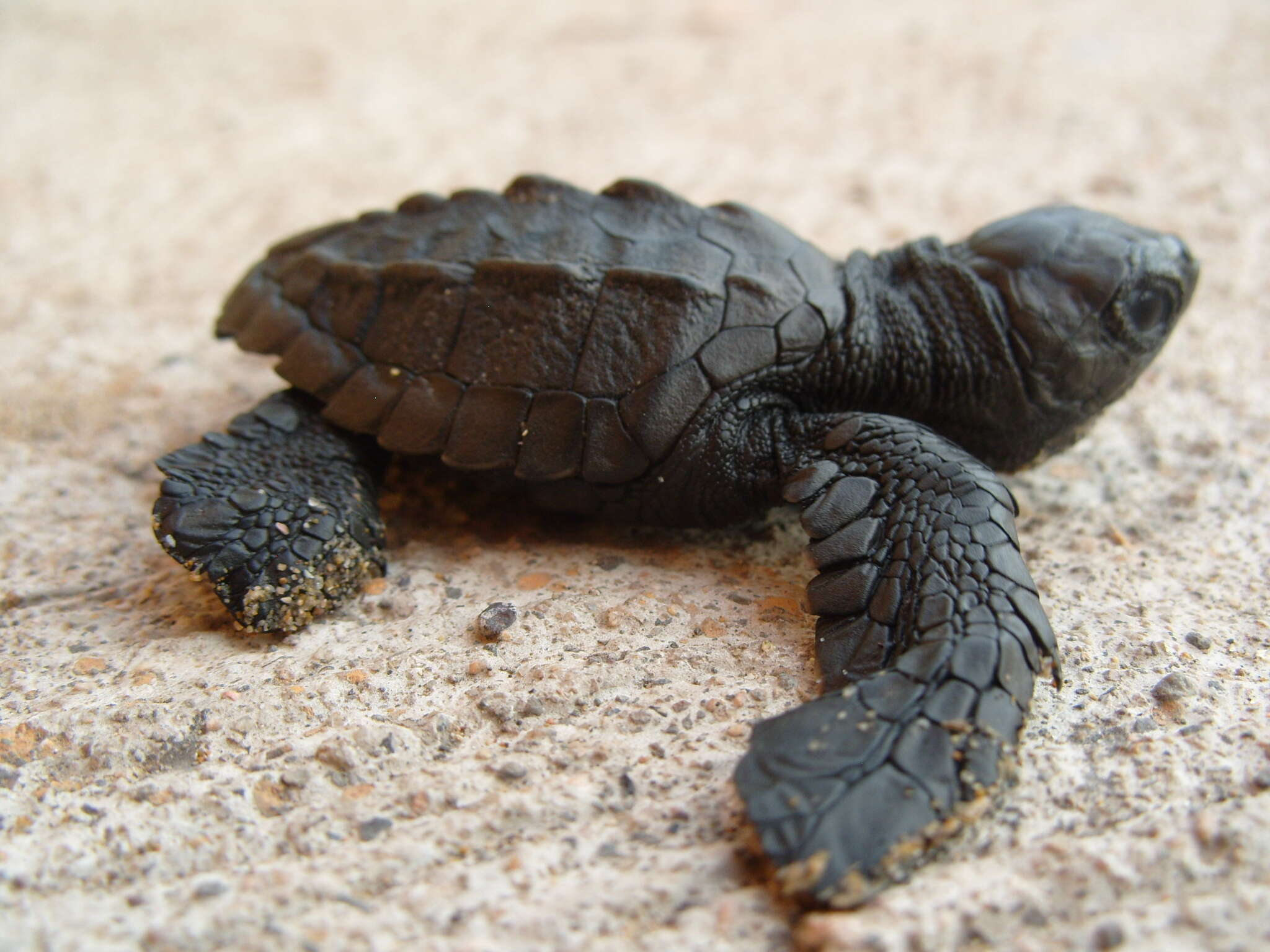 Image of Ridley sea turtles