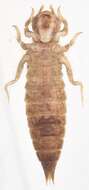 Image of Common Hooktail