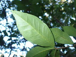 Image of Streblus ilicifolius (Vidal) Corner