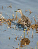 Image of Wood Sandpiper