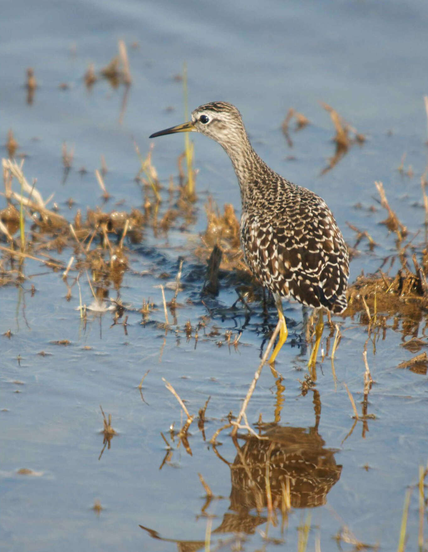 Image of Wood Sandpiper