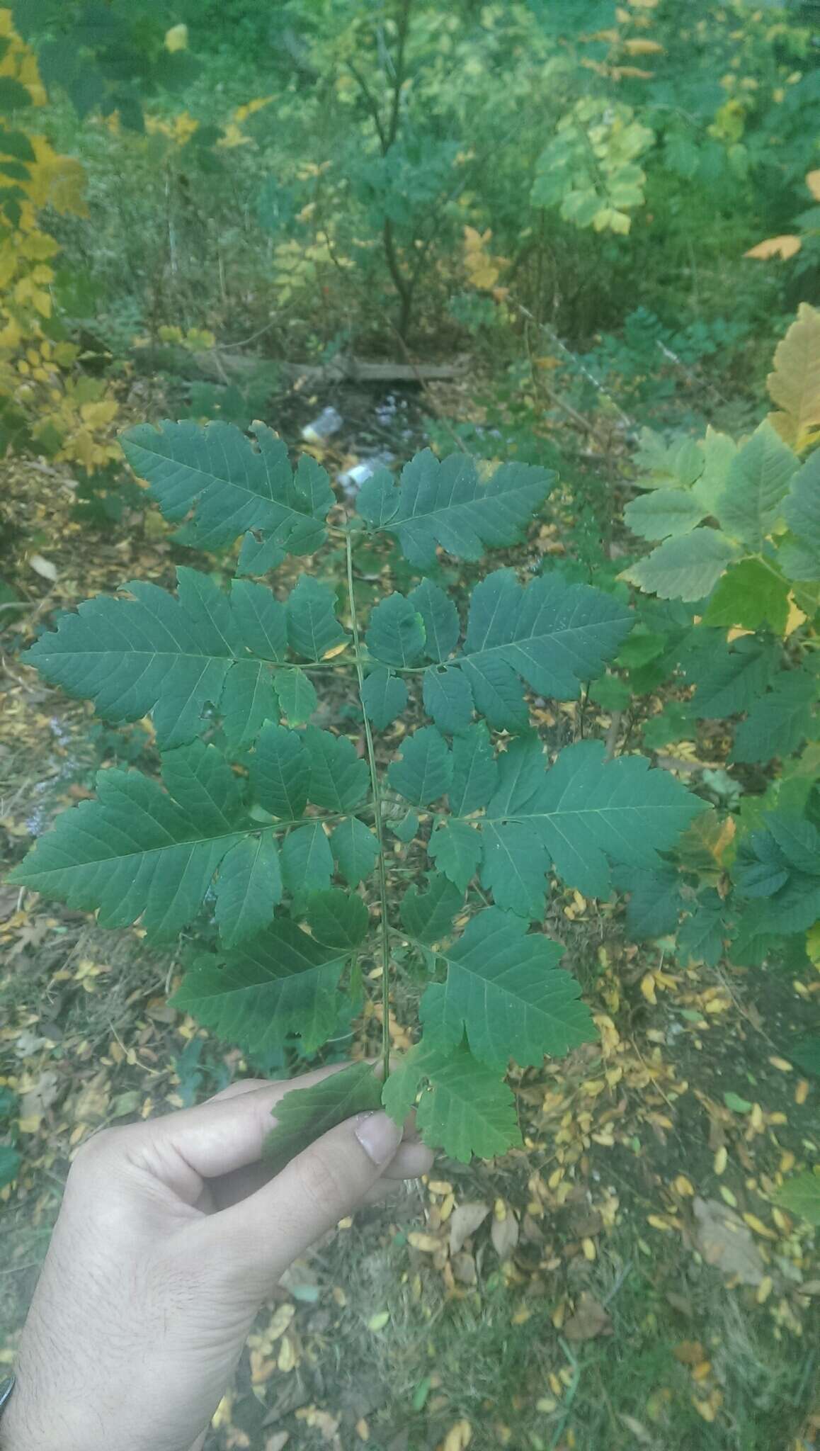 Image of Golden-rain tree