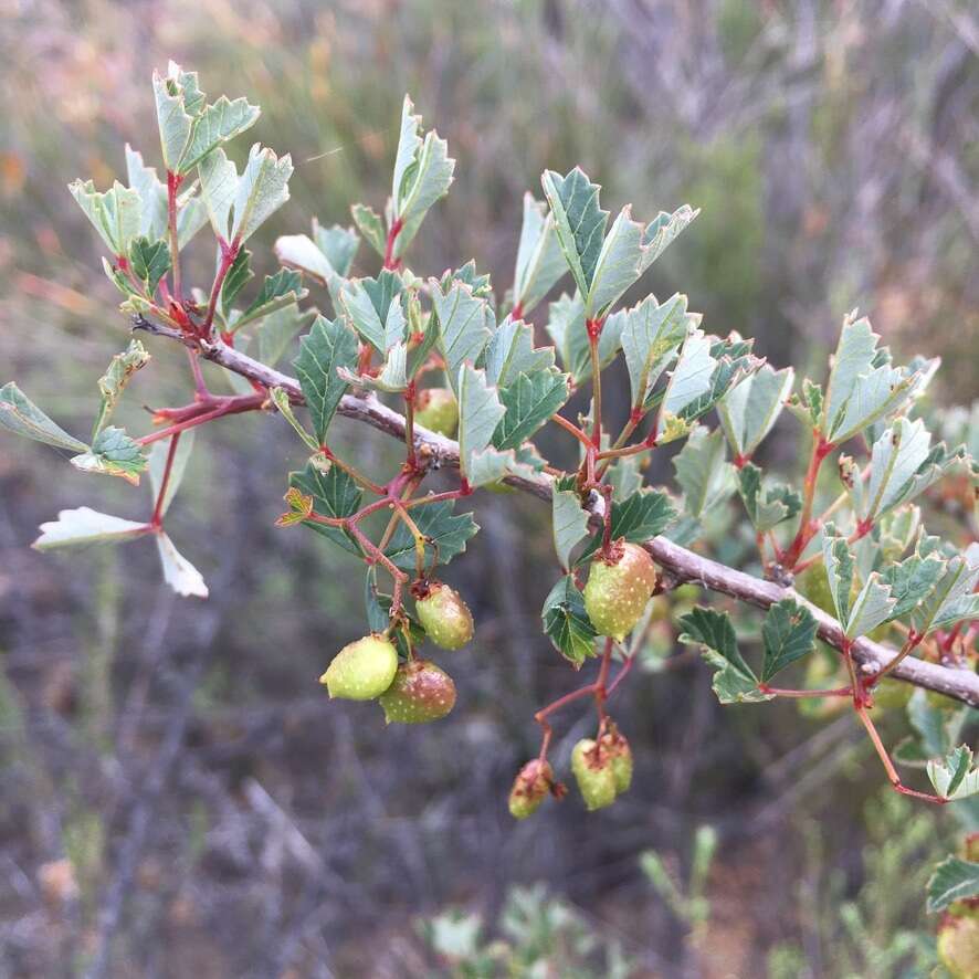 Image of Searsia dissecta (Thunb.) Moffett