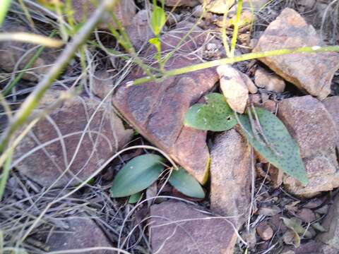 Image of Drimiopsis burkei subsp. burkei