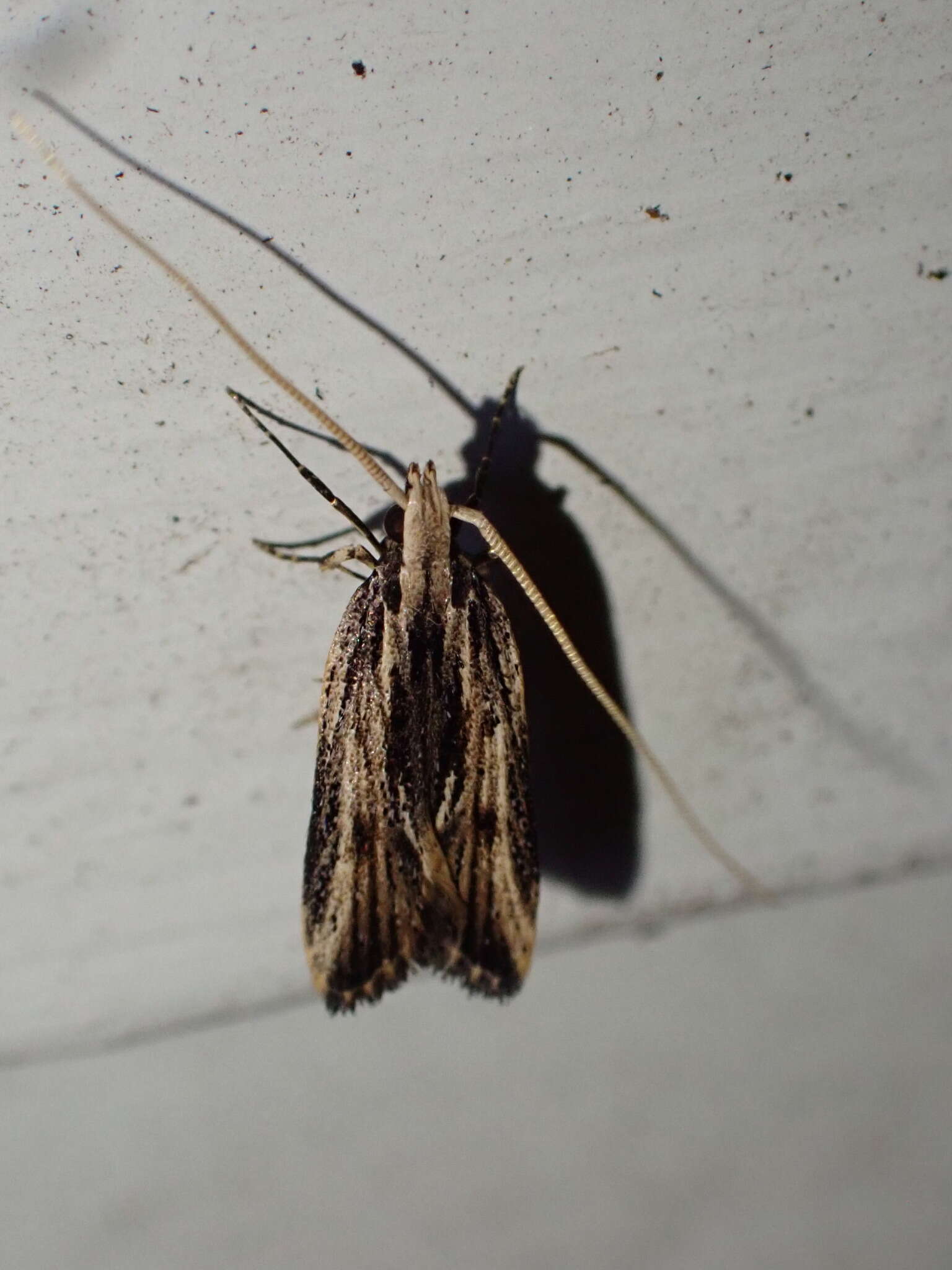 Image of Sarisophora leucoscia Turner 1919