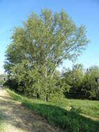 Image of Carolina poplar