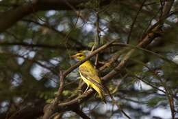 Image of Indian Golden Oriole