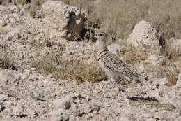 Image of Double-banded Courser