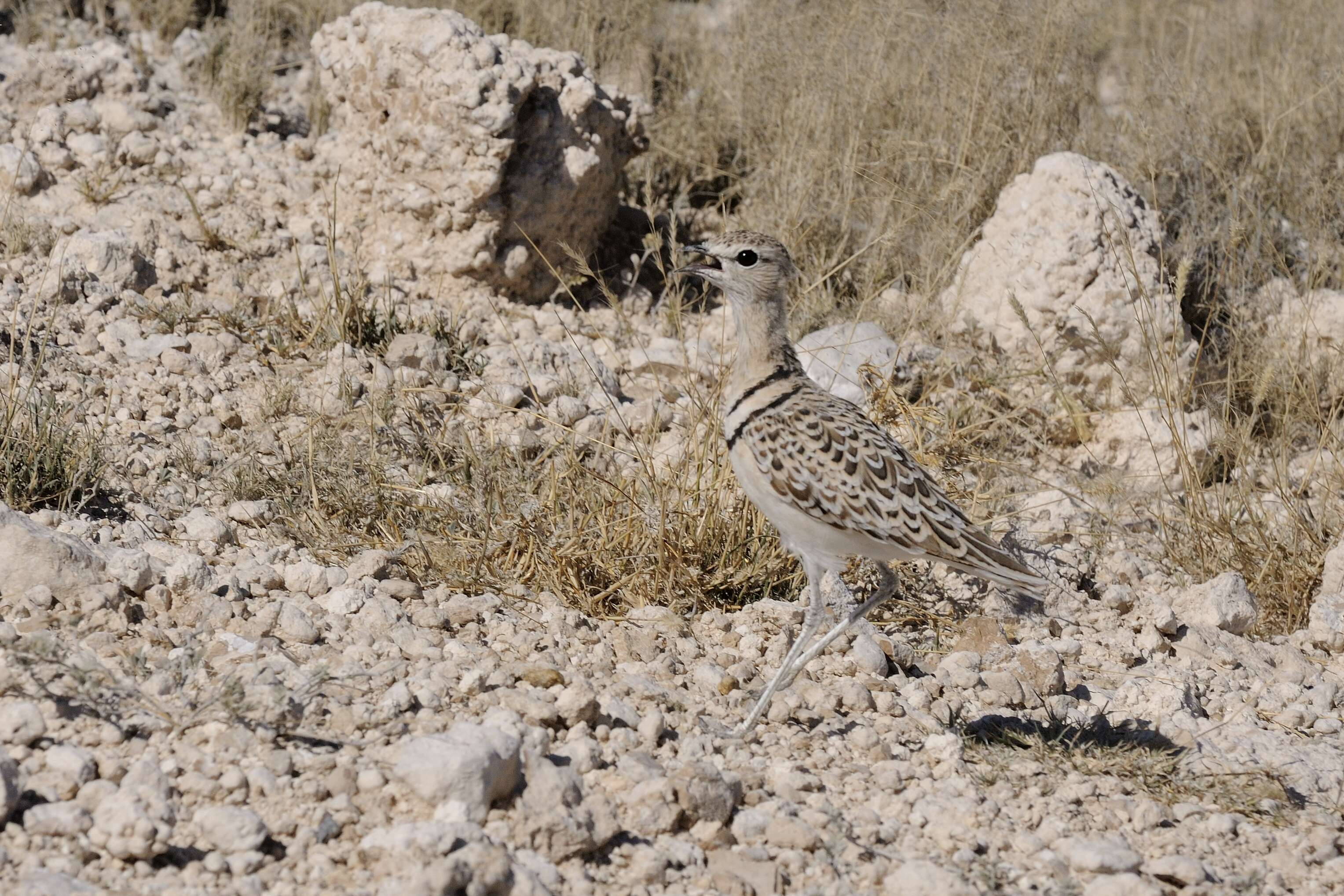 Image of Double-banded Courser