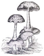 Image of Volvariella surrecta (Knapp) Singer 1951