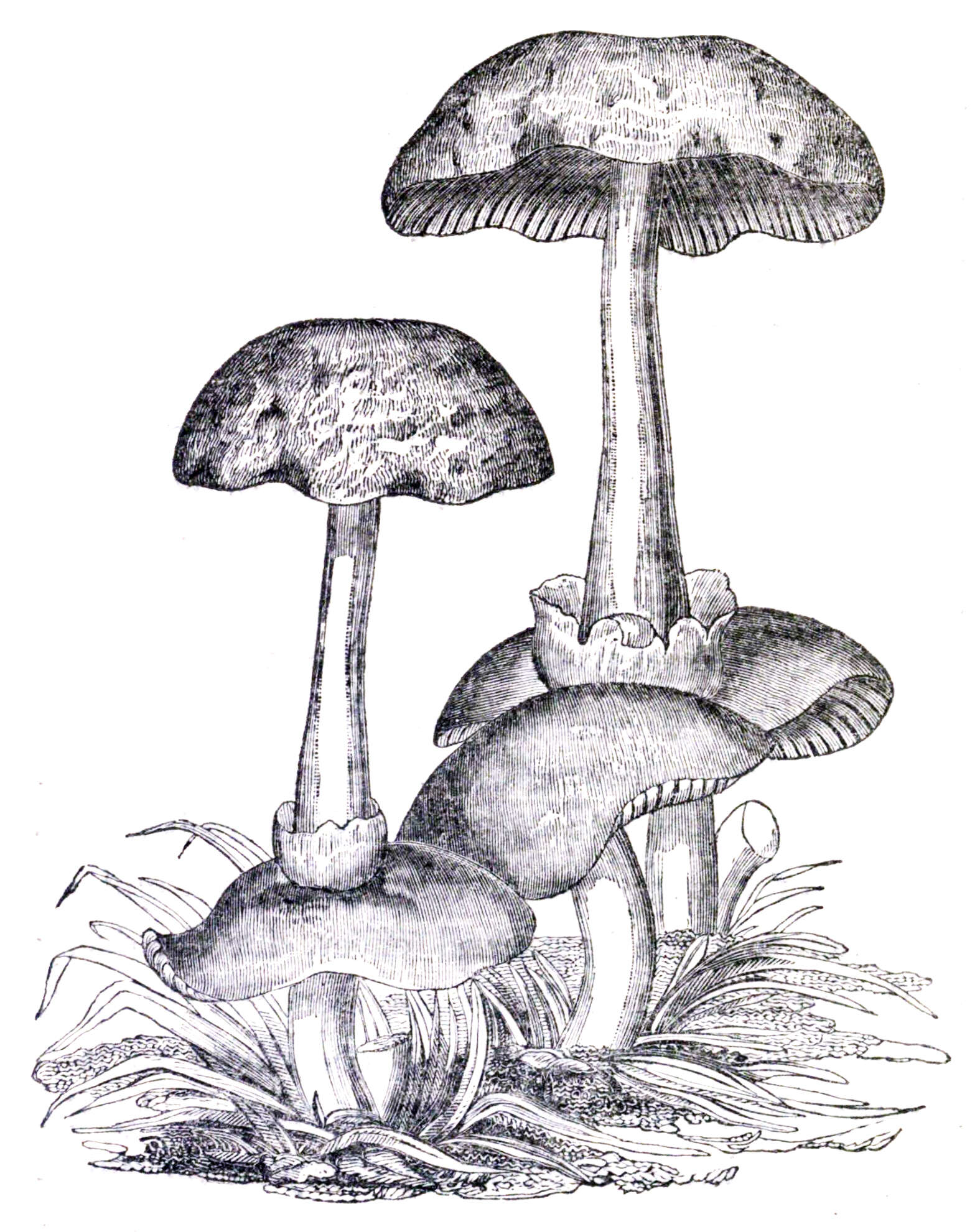 Image of Volvariella surrecta (Knapp) Singer 1951