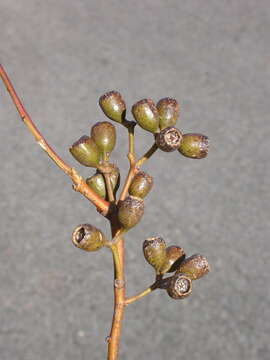 Image of Eucalyptus suffulgens L. A. S. Johnson & K. D. Hill