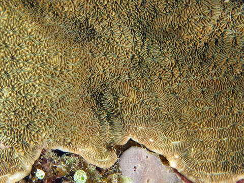 Image of Peacock Coral