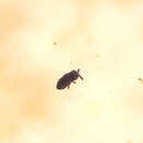 Image of Water Springtail