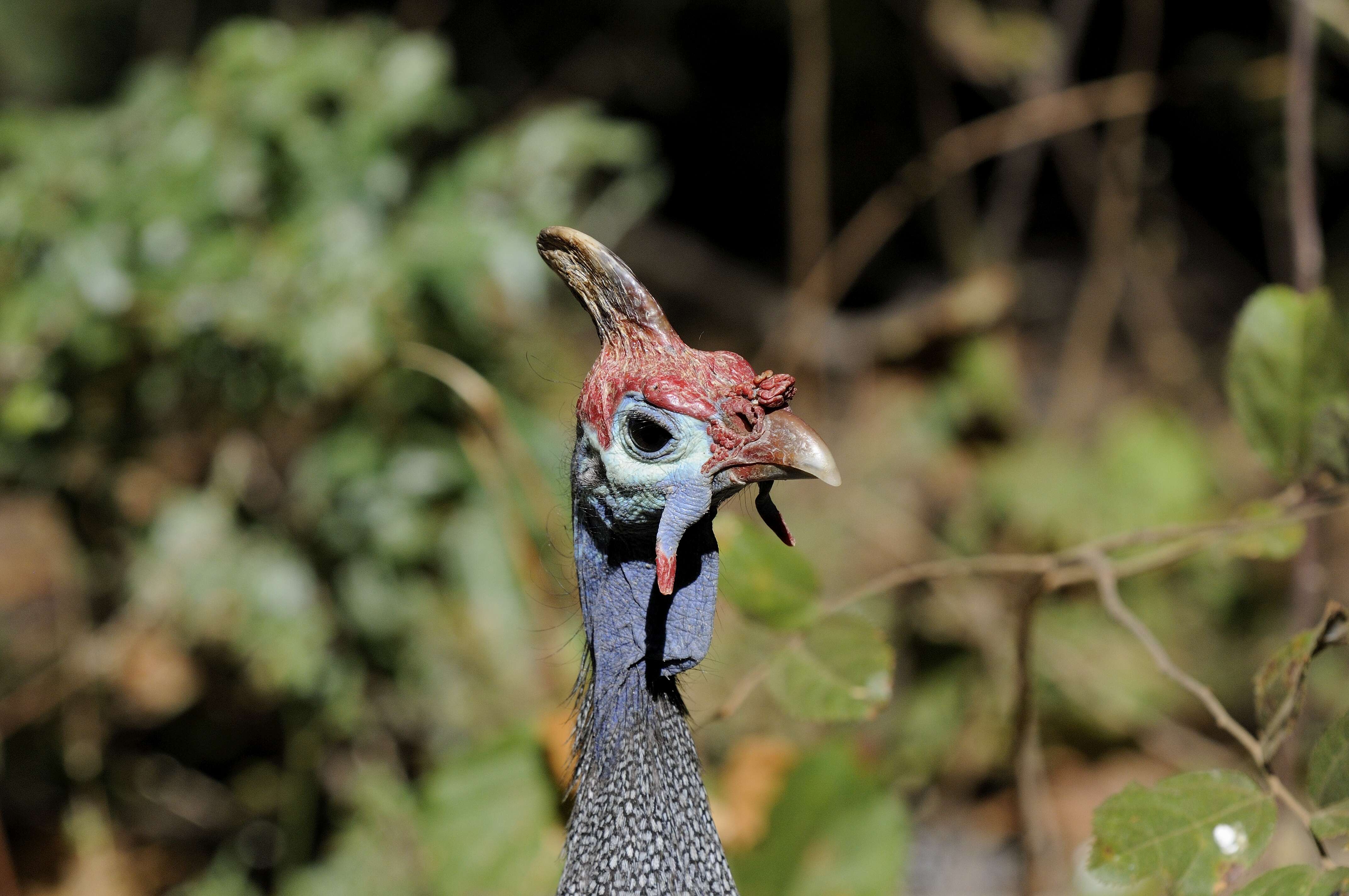 Image of guineafowls