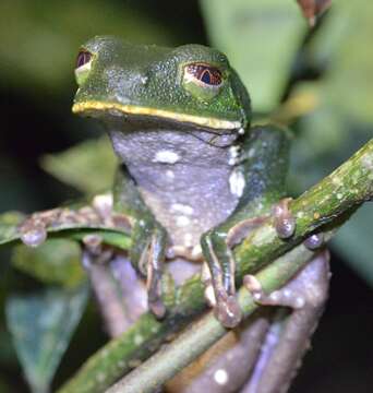 Phyllomedusa tarsius (Cope 1868) resmi