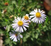 Olearia stuartii (F. Müll.) F. Müll. resmi