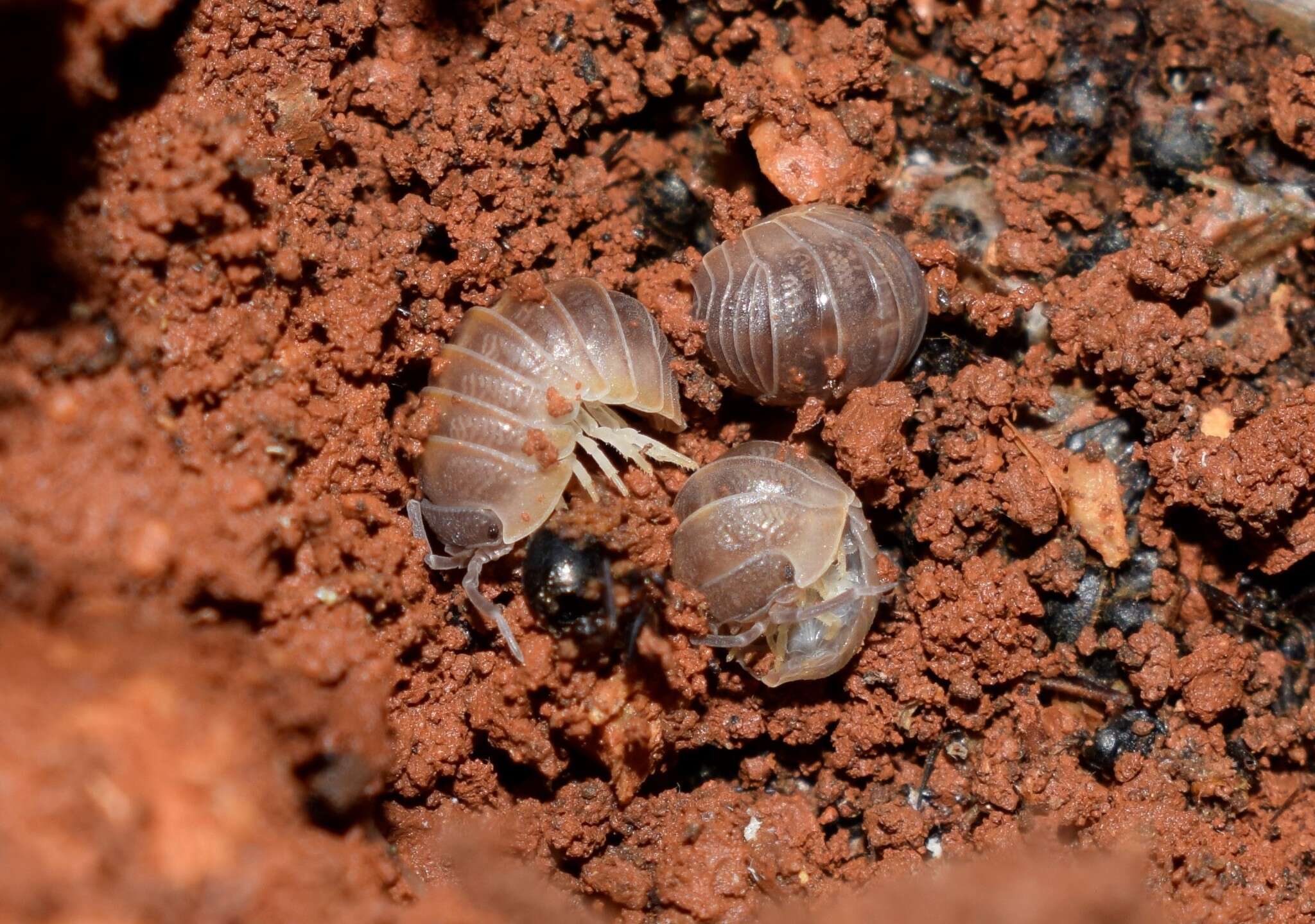 Image of Armadillidium atticum Strouhal 1929