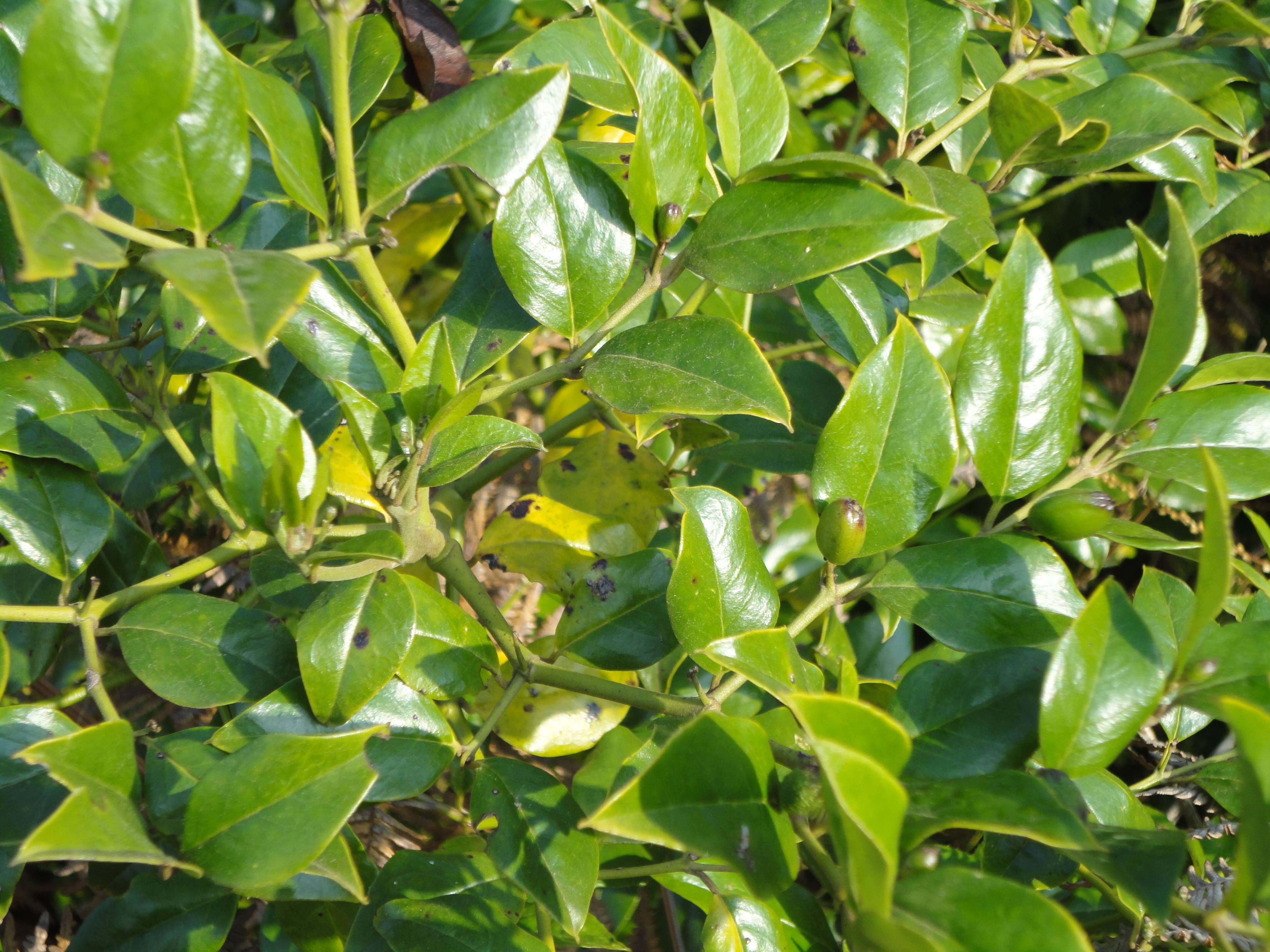 Image of Lemon-thorn