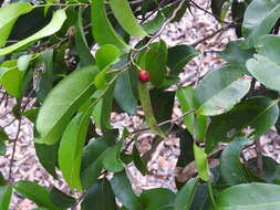 Image of Canary Beech