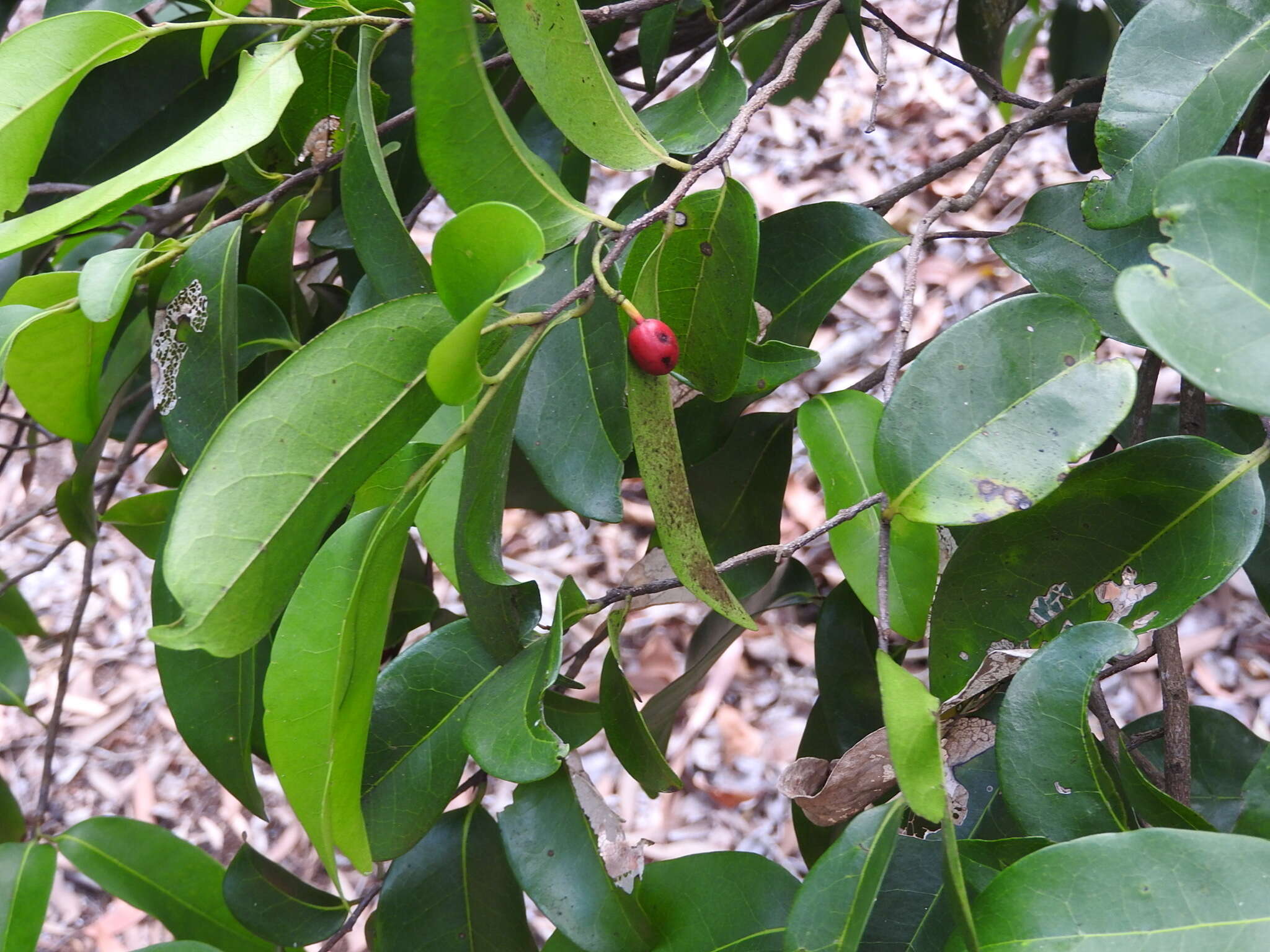 Image of Canary Beech