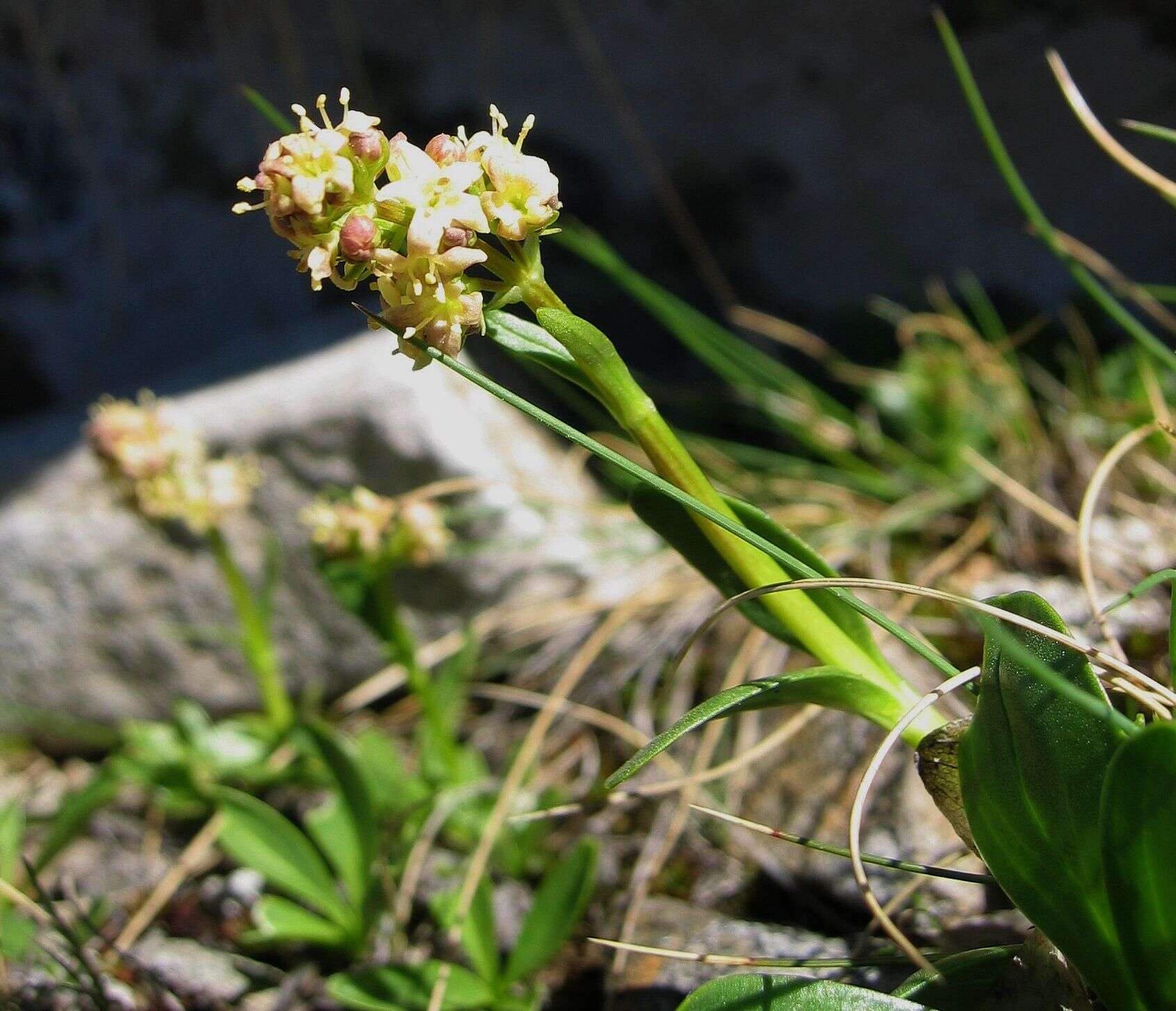 Image of Valeriana celtica L.