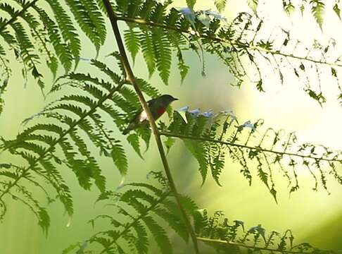 Image of Olive-crowned Flowerpecker