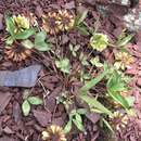 Sivun Trifolium virginicum Small & Vail kuva