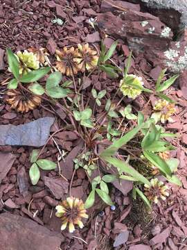 Image of Kates Mountain clover