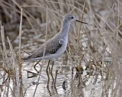 Image of Marsh Sandpiper