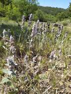 صورة Stachys cretica subsp. cretica