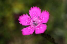 Слика од Dianthus deltoides L.