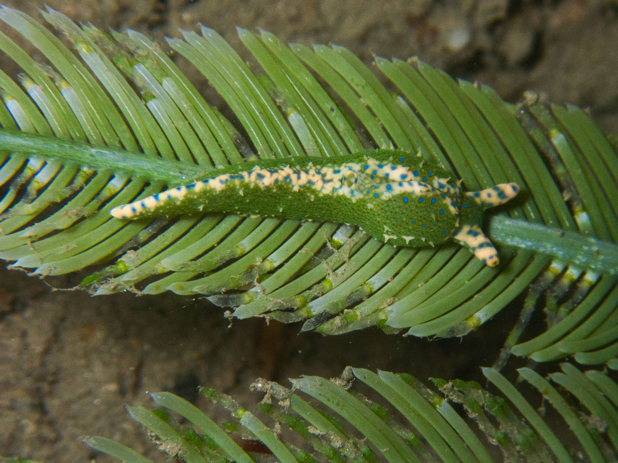 Image of Oxynoe viridis (Pease 1861)