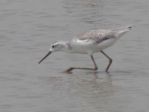 Image of Marsh Sandpiper