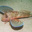 Image of Rock Gurnard