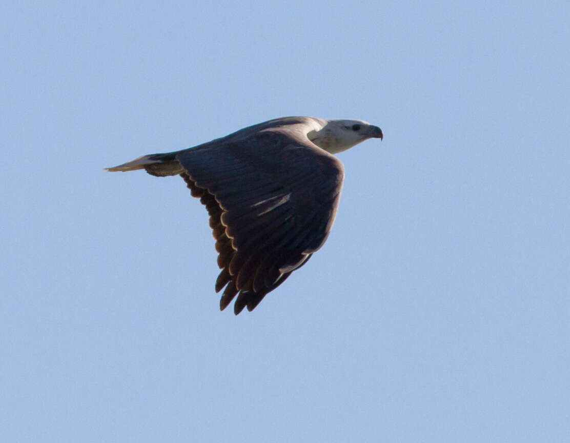 Image of White-bellied Sea Eagle