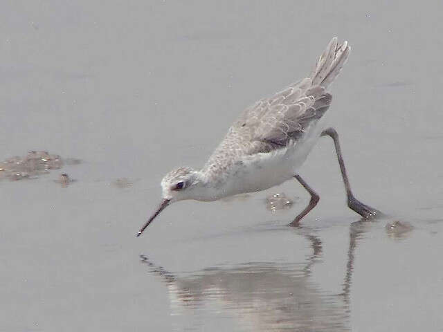 Image of Marsh Sandpiper