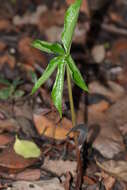 Image of Arisaema murrayi var. sahyadricum (S. R. Yadav, K. S. Patil & Bachulkar) M. R. Almeida