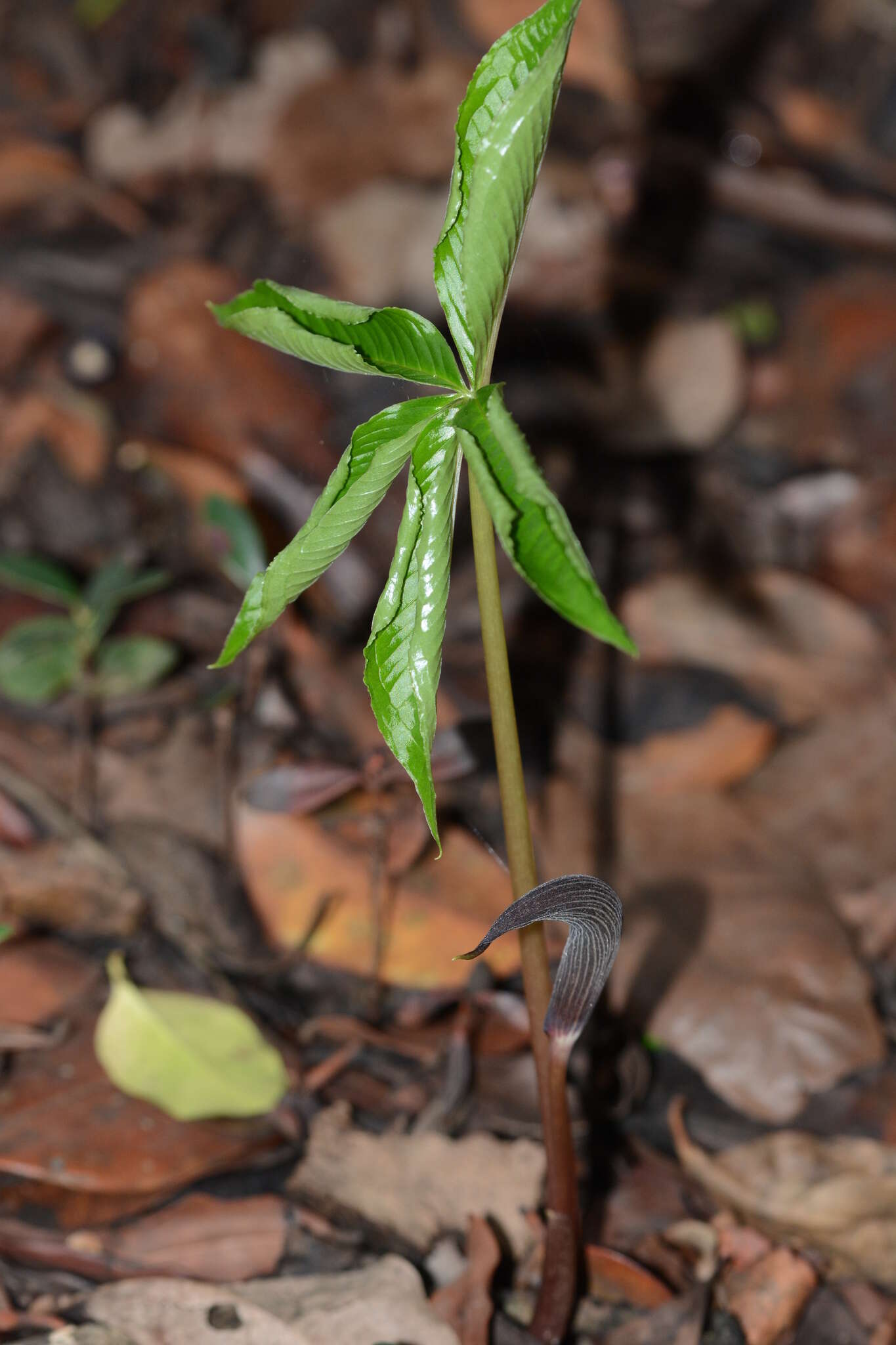 Arisaema murrayi var. sahyadricum (S. R. Yadav, K. S. Patil & Bachulkar) M. R. Almeida的圖片