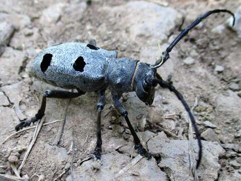 Image of Long-horned beetle