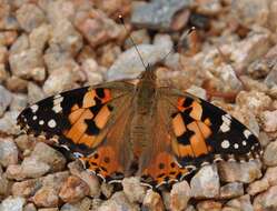 Plancia ëd Vanessa cardui